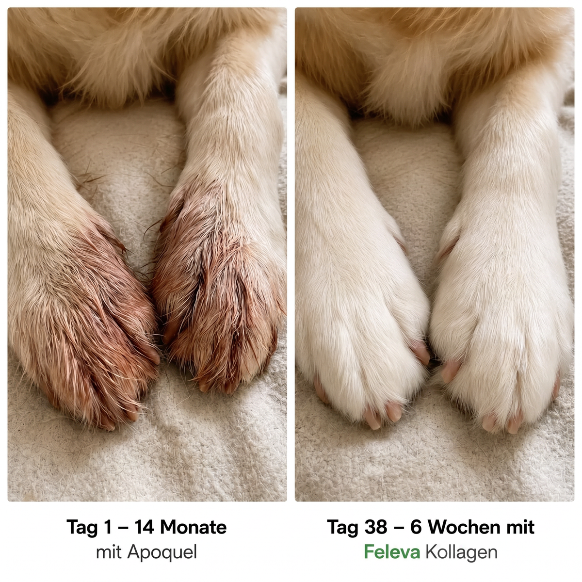 Feleva Premium Flüssig-Kollagen für Hunde