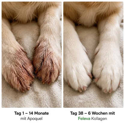 Feleva Premium Flüssig-Kollagen für Hunde