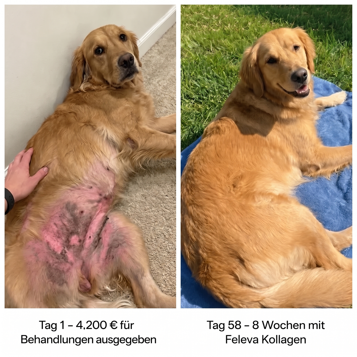 Feleva Premium Flüssig-Kollagen für Hunde