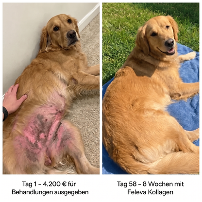 Feleva Premium Flüssig-Kollagen für Hunde