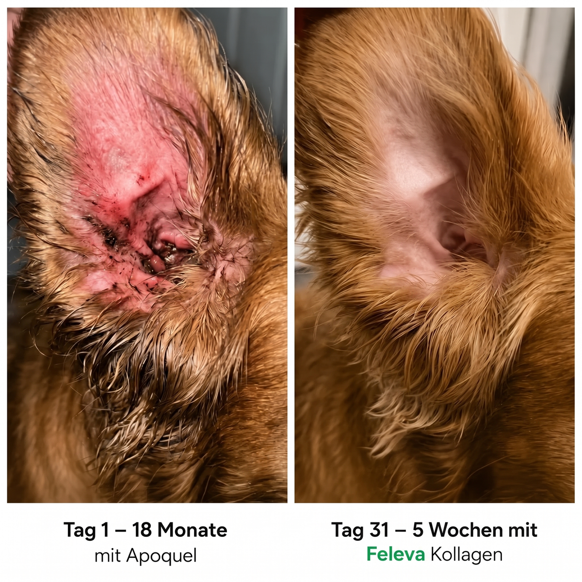Feleva Premium Flüssig-Kollagen für Hunde