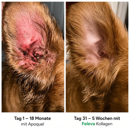 Feleva Premium Flüssig-Kollagen für Hunde