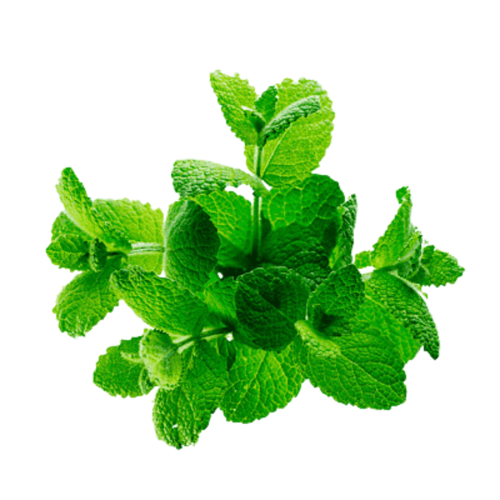 Grüne Blätter als Symbol für Chlorophyll